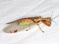 Ditaxis meridiei