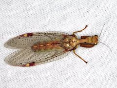 Ditaxis meridiei