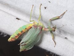 Ditaxis meridiei