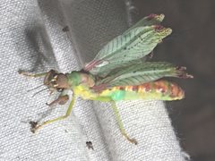 Ditaxis meridiei