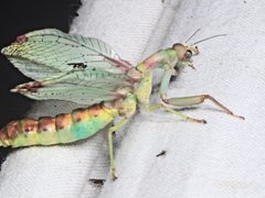 Ditaxis meridiei