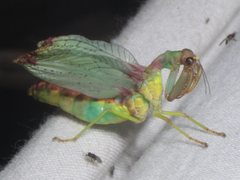 Ditaxis meridiei