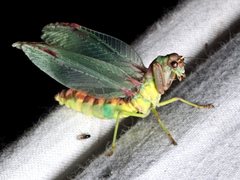 Ditaxis meridiei
