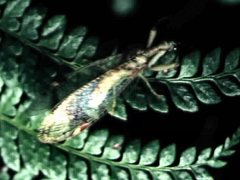 Ditaxis meridiei