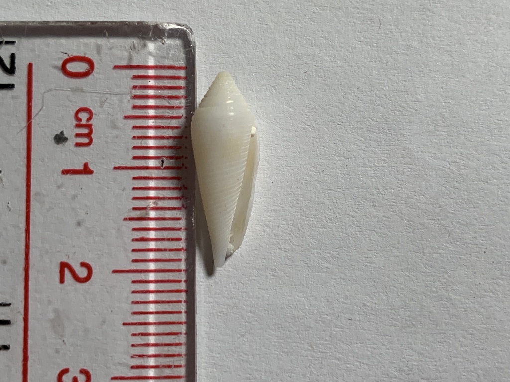 Conasprella viminea