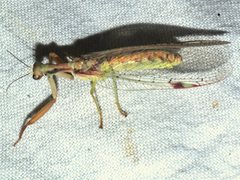 Ditaxis meridiei