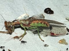 Ditaxis meridiei