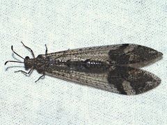 Glenoleon pulchellus