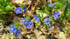 Veronica umbrosa