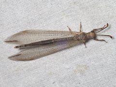 Distoleon bistrigatus