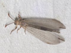 Distoleon bistrigatus