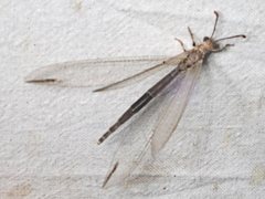 Distoleon bistrigatus