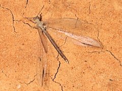 Distoleon bistrigatus