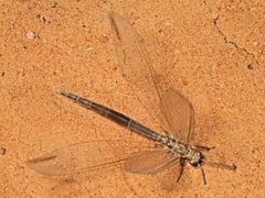 Distoleon bistrigatus