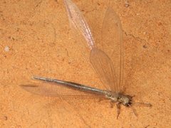 Distoleon bistrigatus