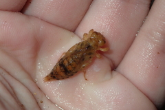 Paragomphus capricornis