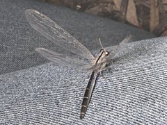 Heoclisis fundata