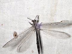 Heoclisis fundata