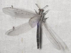 Heoclisis fundata