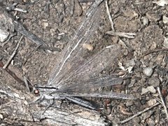 Heoclisis fundata
