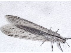 Heoclisis fundata