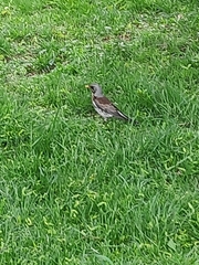 Turdus pilaris