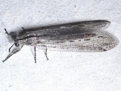 Heoclisis fundata