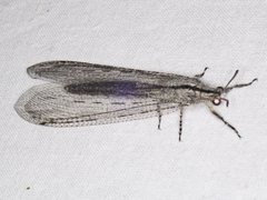 Heoclisis fundata