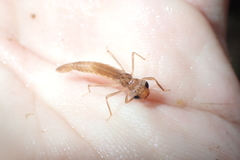 Protosticta beaumonti