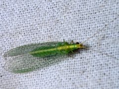 Triplochrysa