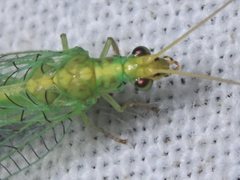 Triplochrysa