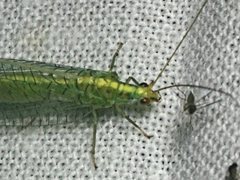 Triplochrysa