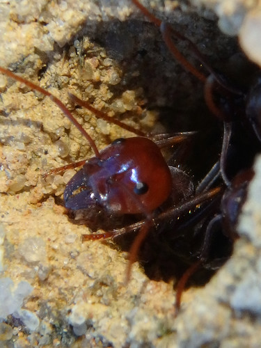 Southern Meat Ant