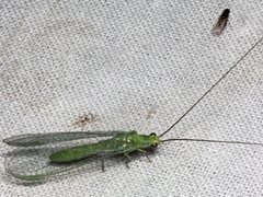 Plesiochrysa ramburi