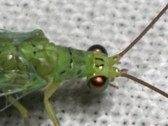 Plesiochrysa ramburi