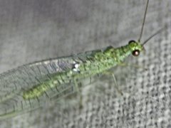 Plesiochrysa ramburi