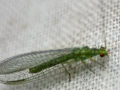 Plesiochrysa ramburi