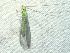 Plesiochrysa ramburi