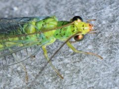 Plesiochrysa ramburi