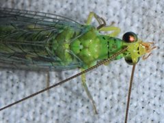 Plesiochrysa ramburi