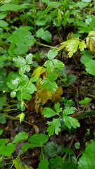 Isopyrum thalictroides
