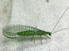 Mallada tripunctatus