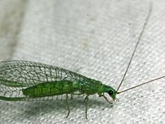 Mallada tripunctatus