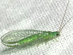 Mallada tripunctatus