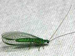 Mallada tripunctatus