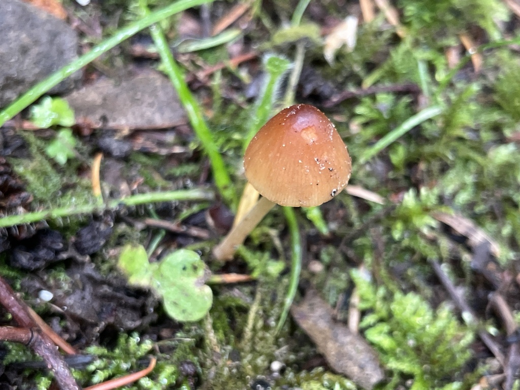 Conocybe sp. 'PNW02'