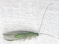 Mallada tripunctatus