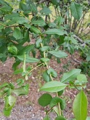 Prunus cerasifera