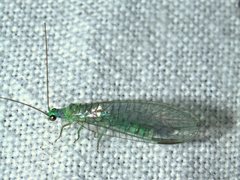 Mallada tripunctatus