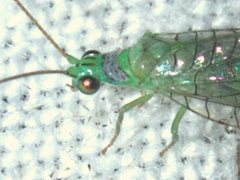 Mallada tripunctatus